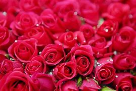 Image result for Beautiful Pink Rose Flower Wallpaper
