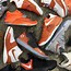 Image result for UT Kevin Durant Sneakers