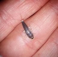 Image result for silverfish