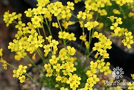 Image result for Draba rigida