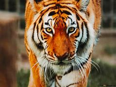 Image result for Tigre Del Bengala