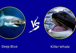 Image result for Killer Whale and Great White Shark