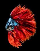 Image result for Betta Fish iPhone Wallpaper