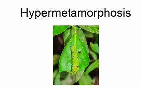 Image result for hipermetamorfksis