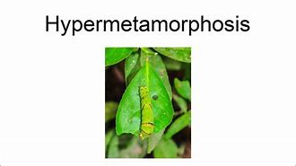 Image result for hipdrmetamorfosis