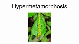 Image result for hipermrtamorfosis