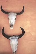 Image result for Cattle Rustler Art