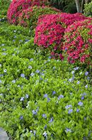Image result for Periwinkle Perennial
