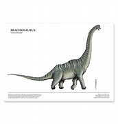 Image result for Brachiosaurus Size Comparison