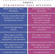 Image result for Difference Between Prokaryotic and Eukaryotic Cells