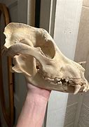 Image result for German Shepherd Skull