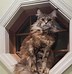 Image result for maine coon kittens