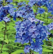 Image result for Phlox Blue Paradise (Paniculata-Group)