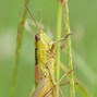 Image result for Grasshopper Bug