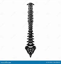 Image result for Spine Vector