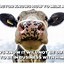 Image result for Cow Age App Meme