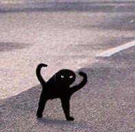 Image result for Cursed Cat Know Your Meme