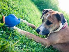 Image result for Pet Photography Ideas