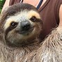 Image result for Realy Cute Sloth Wallpaper