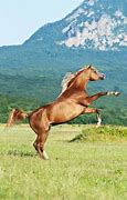 Image result for Arabian Horse Running