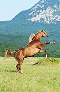 Image result for Arabian Stallion