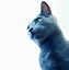 Image result for Cute Blue Cat Wallpaper