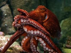 Image result for The Biggest Octopus in the Whole Entire World