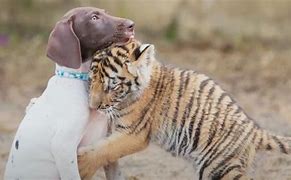 Image result for Tiger vs Dog