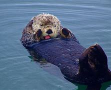 Image result for Sea Otter Pink Backfrdoun
