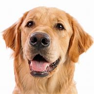 Image result for iPhone Image with Dog PNG