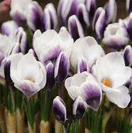 Image result for CROCUS PRINS CLAUS