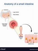 Image result for Small Intestine Cross Section