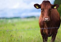 Image result for Largest Cattle