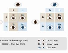 Image result for Recessive