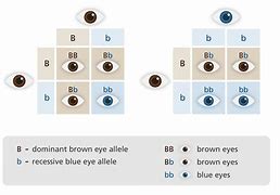 Image result for Heterozygous Eyes