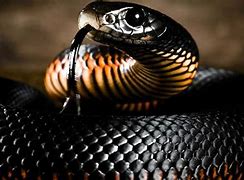 Image result for Black Mamba Moving