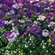 Image result for Flowering Ground Cover in Japan Climate