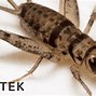 Image result for Cricket Infestation in My Grass