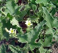 Image result for cohombrillo