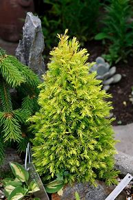 Image result for Juniperus comm. Gold Cone