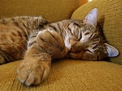 Image result for Cat On Sofawallpaper iPhone