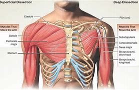 Image result for Muscles of the Arm and Back