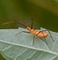 Image result for Poison Bugs