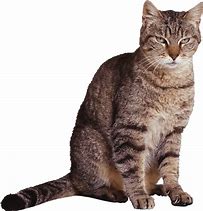 Image result for Cool Cat PNG