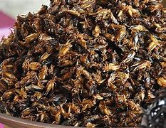 Image result for Fried Crickets