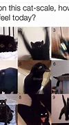 Image result for Jealous Black Cat Meme