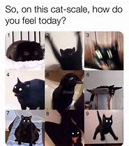 Image result for Black Cat Shadow Meme