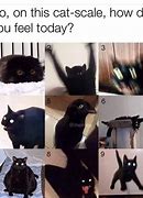 Image result for News Anchor Black Cat Meme