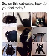 Image result for Short Black Cat Meme