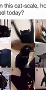 Image result for Person of the Year Cat Meme